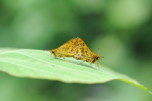 zaki-20150506-kimadaraseseri.jpg