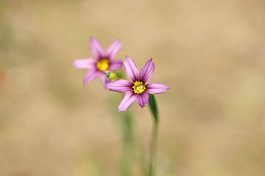 zaki-20150508-niwazekisho.jpg