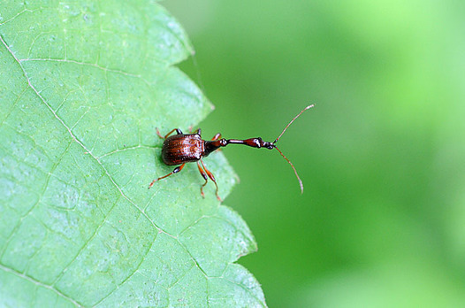 zaki-20150509-higenagaotoshibumi-osu-2.jpg