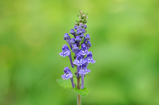 zaki-20150513-tatsunamiso.jpg