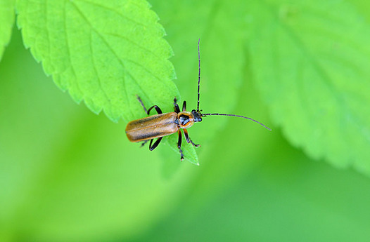 zaki-20150514-marumunejokai.jpg