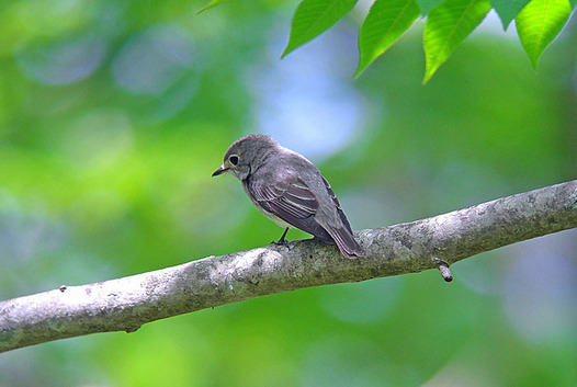 zaki-20150515-kosamebitaki.jpg