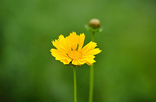 zaki-20150516-ookinkeigiku.jpg