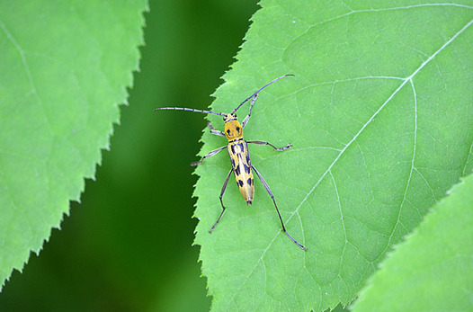 zaki-20150517-kirotorakamikiri.jpg