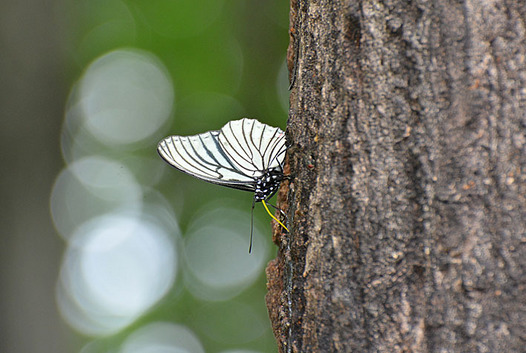 zaki-20150518-akaboshigomadara.jpg