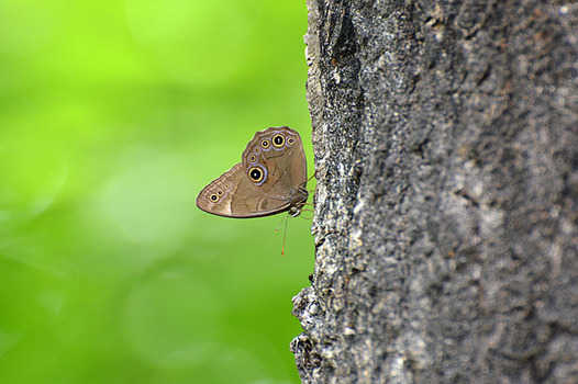 zaki-20150518-kurohikage.jpg