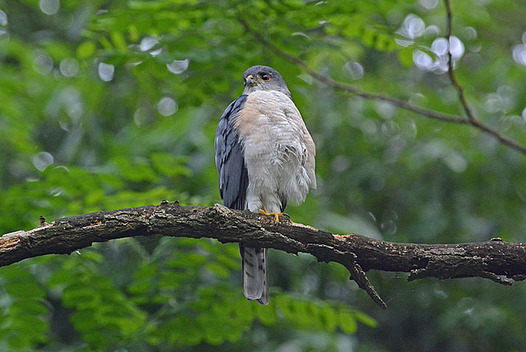 zaki-20150519-tsumi-osu.jpg