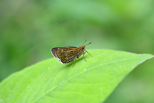 zaki-20150520-kochabaneseseri.jpg