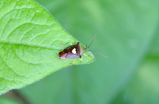 zaki-20150521-esakimonkitsunokamemushi.jpg