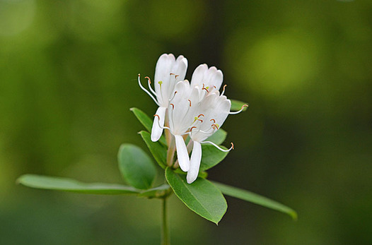 zaki-20150522-suikazura.jpg