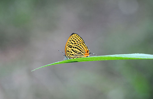 zaki-20150524-uranamiakashijimi.jpg