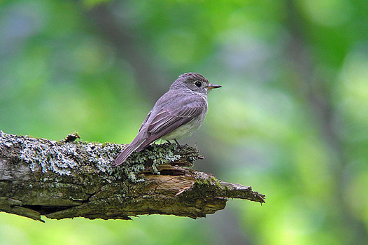 zaki-20150525-kosamebitaki.jpg