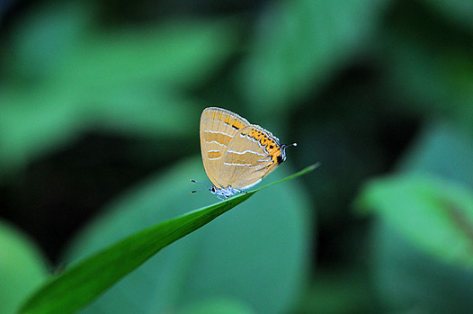 zaki-20150527-akashijimi.jpg