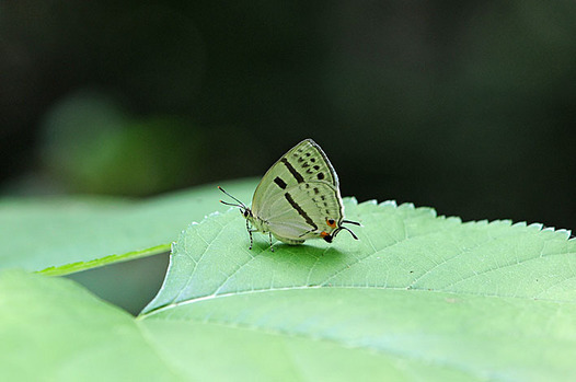 zaki-20150528-mizuiroonagashijimi.jpg