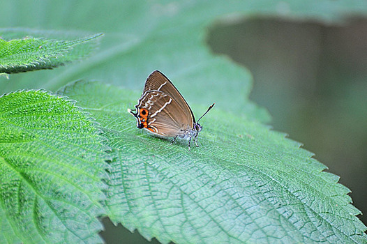 zaki-20150529-midorishijimi.jpg