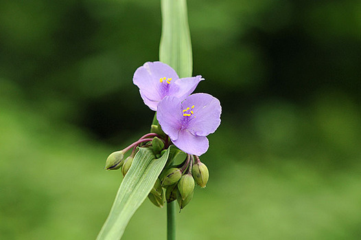 zaki-20150529-murasakitsuyukusa.jpg