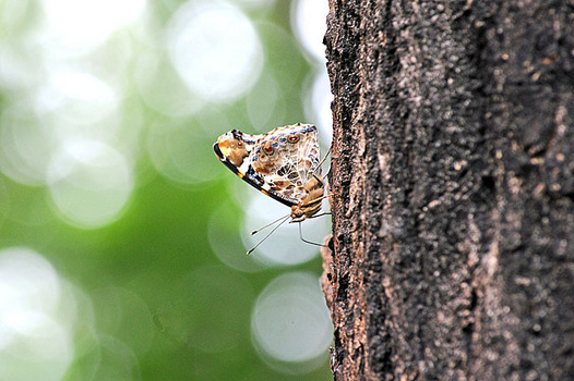 zaki-20150530-akatateha.jpg
