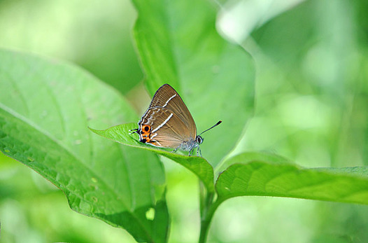 zaki-20150531-midorishijimi.jpg