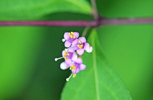 zaki-20150531-murasakishikibu.jpg