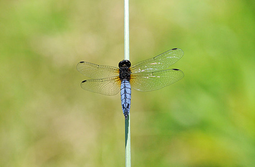 zaki-20150601-harabirotonbo.jpg