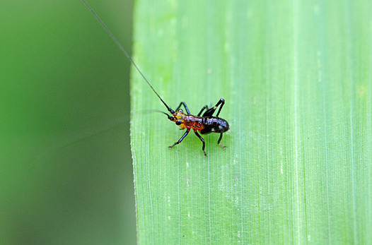 zaki-20150604-sasakiri-yochyu.jpg