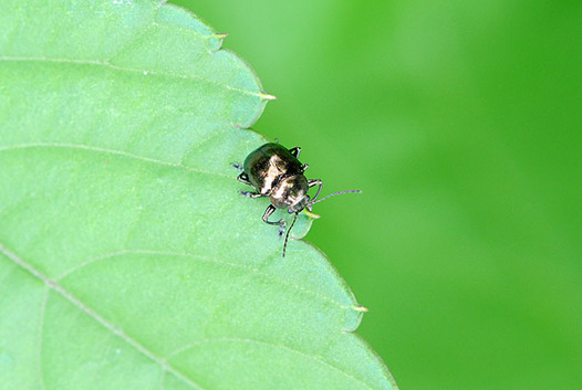 zaki-20150606-imosaruhamushi.jpg