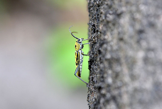 zaki-20150607-kirotorakamikiri.jpg