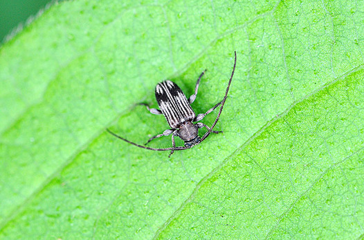 zaki-20150609-atomonmarukeshikmikiri.jpg