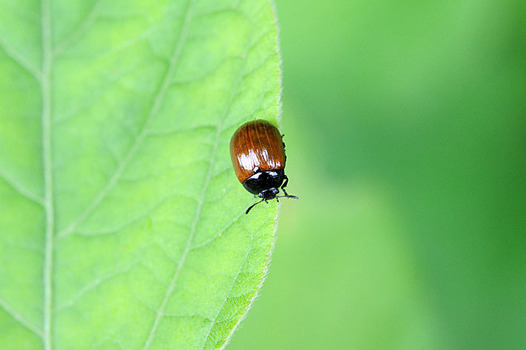 zaki-20150609-fujihamushi.jpg