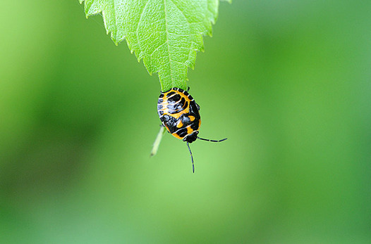 zaki-20150610-nagame-yochyu.jpg