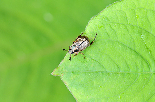 zaki-20150612-semadarakogane.jpg