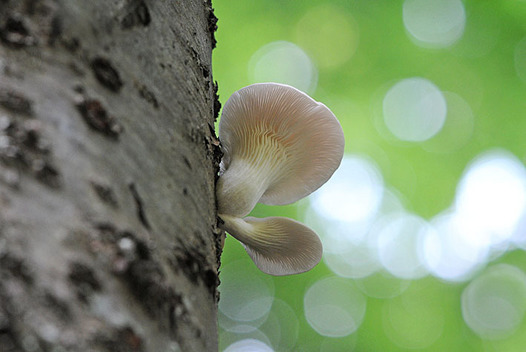 zaki-20150613-usuhiratake.jpg