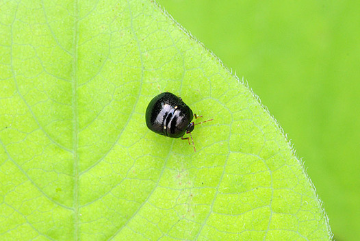 zaki-20150615-tademaruhamushi.jpg