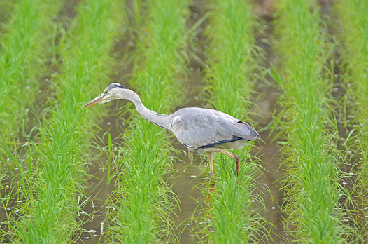 zaki-20150617-aosagi.jpg