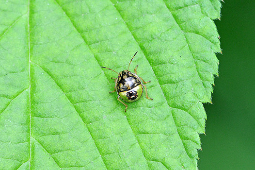 zaki-20150618-chabaneaokamemushi-yochyu.jpg