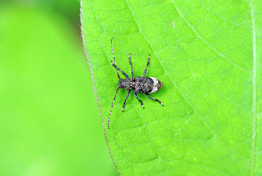 zaki-20150620-atojirosabikamikiri.jpg
