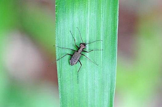 zaki-20150621-tokyohimehanmyo.jpg
