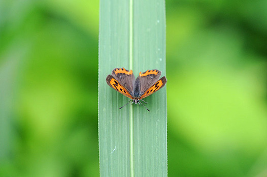 zaki-20150622-benishijimi.jpg