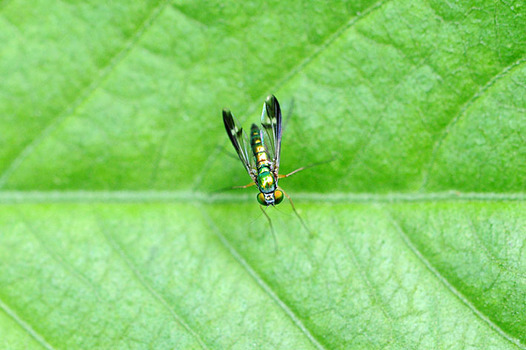 zaki-20150623-madaraashinagabae.jpg