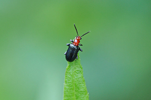 zaki-20150624-imosaruhamushi.jpg
