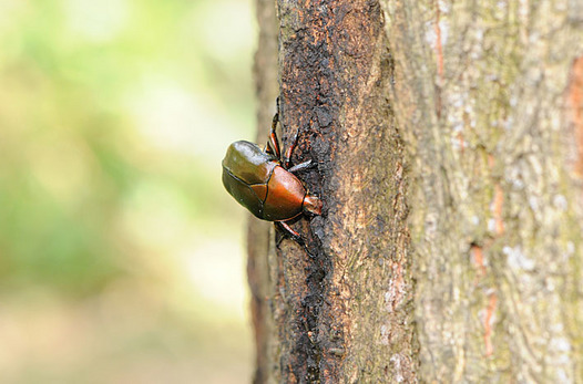 zaki-20150625-kanabun.jpg
