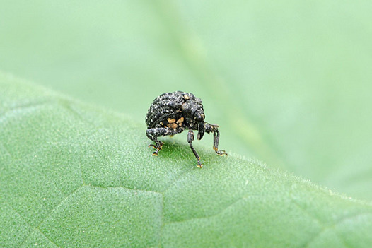 zaki-20150625-kurotamazomushi.jpg