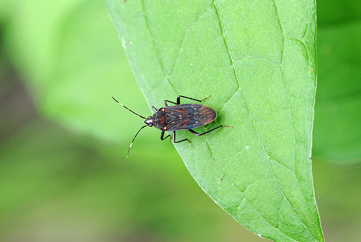 zaki-20150628-oochaironagakamemushi.jpg