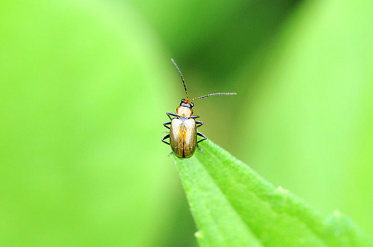 zaki-20150704-urihamushimodoki.jpg