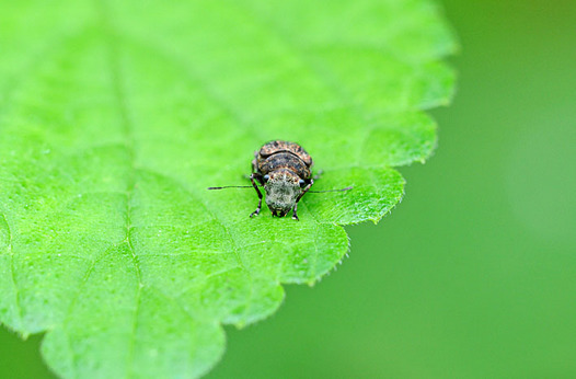 zaki-20150707-egohigenagazomushi-mesu.jpg