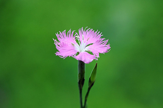 zaki-20150708-nadeshiko.jpg