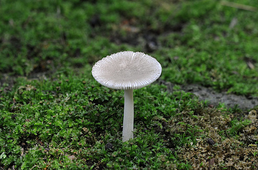 zaki-20150711-himekonakaburitsurutake.jpg