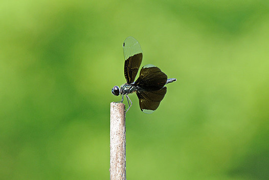 zaki-20150712-chotonbo.jpg