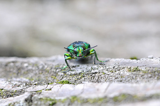 zaki-20150713-tamamushi-2.jpg
