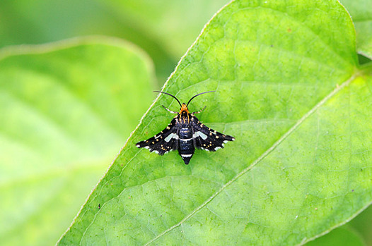 zaki-20150719-madoga.jpg
